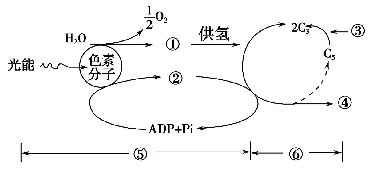高中生物细胞代谢产生什么物质,高中生物细胞代谢视频
