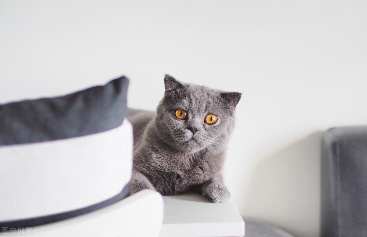 猫咪一到晚上就频繁上厕所,猫咪一到晚上就爬床