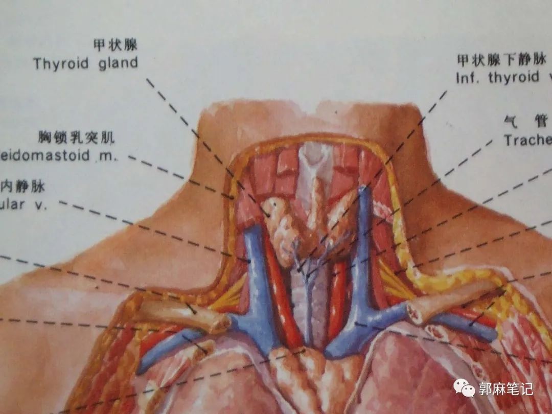 中心静脉穿刺置管术ppt免费,中心静脉置管的护理ppt