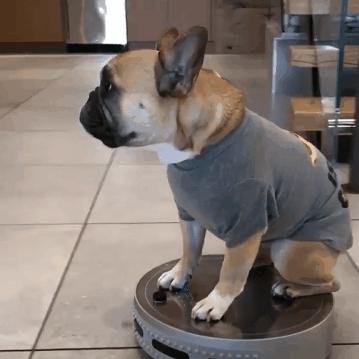 小柯基和金毛打架,小柯基大型阿拉斯加打架