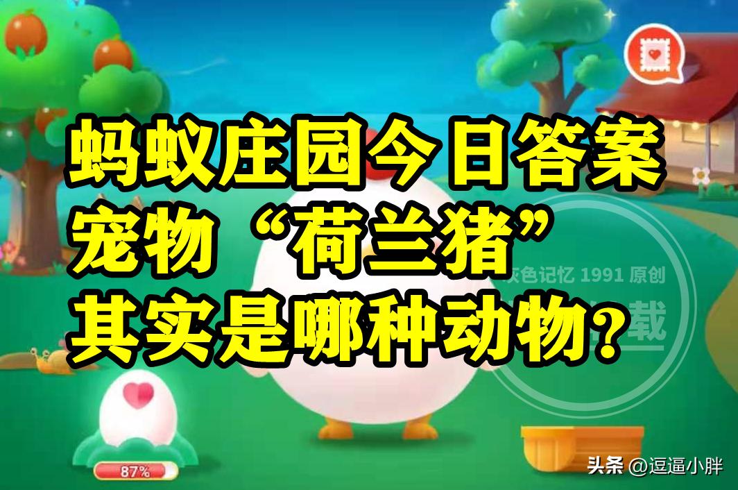 荷兰猪是胎生动物还是卵生动物,类似荷兰猪的宠物有哪些