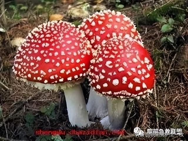 蘑菇中毒最常见品种,有毒蘑菇的八种识别方法