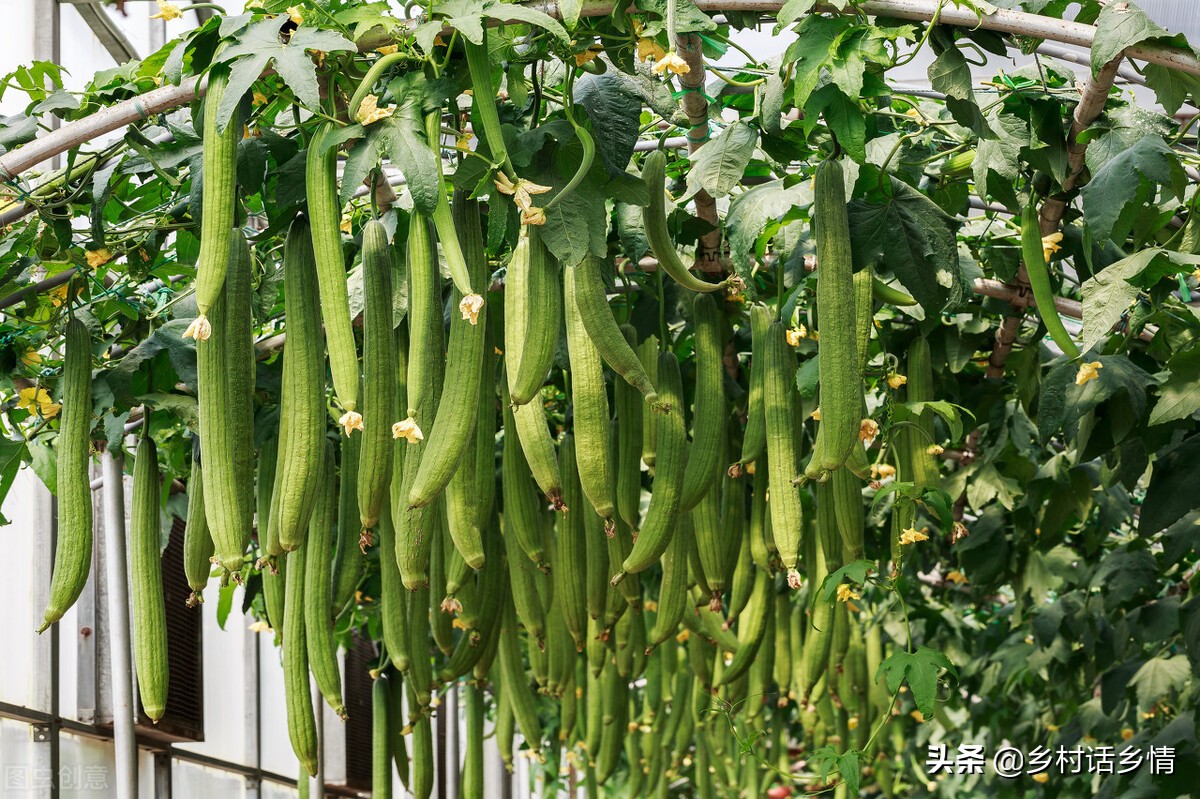 六月份种植什么蔬菜不生虫,阳台种菜最全的蔬菜种植时间表