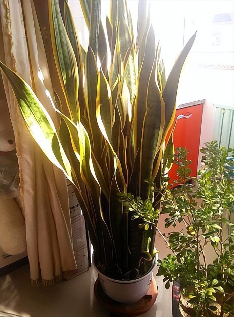 家里客厅放什么花卉去甲醛比较好,什么树可以除甲醛适合放客厅