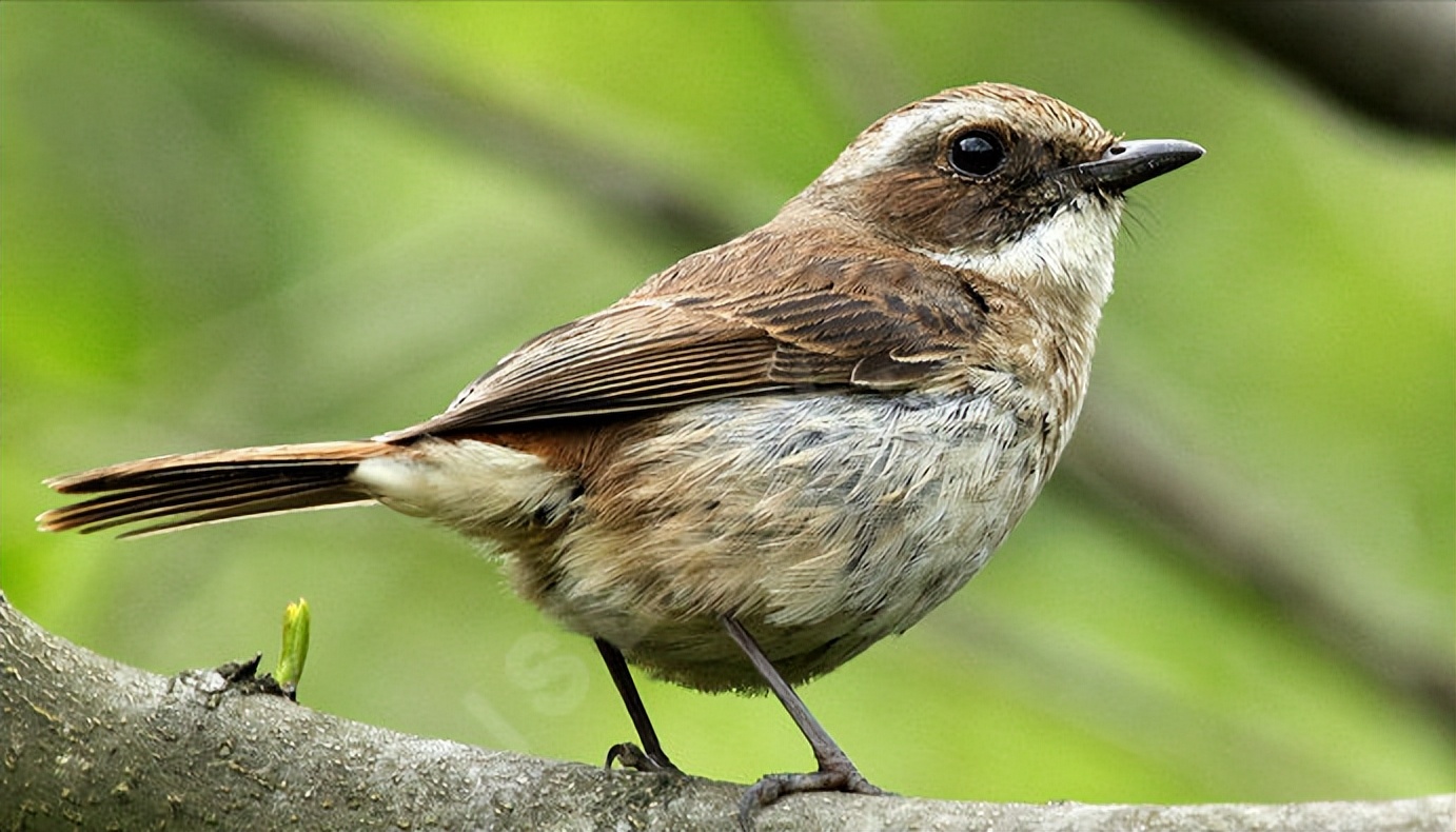 鸟儿大全高清图,高清珍稀鸟动态图片大全