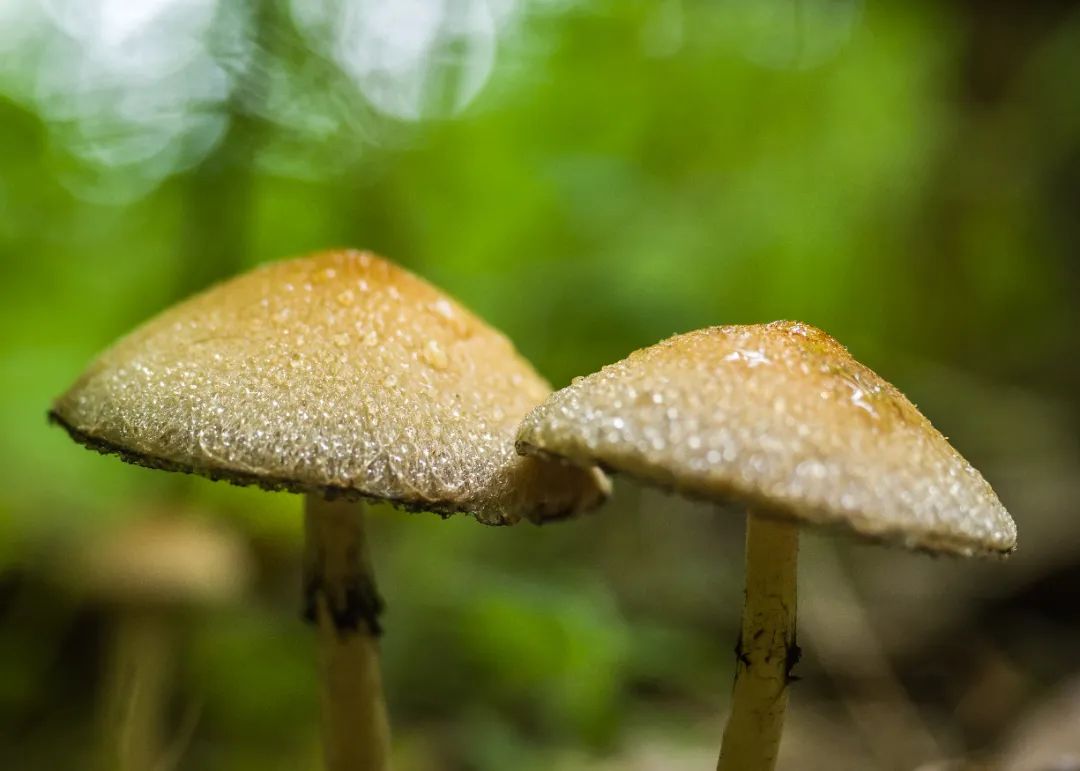 不做“菇勇者”！野生毒蘑菇又双叒叕“冒头”，防雷秘诀戳这里→