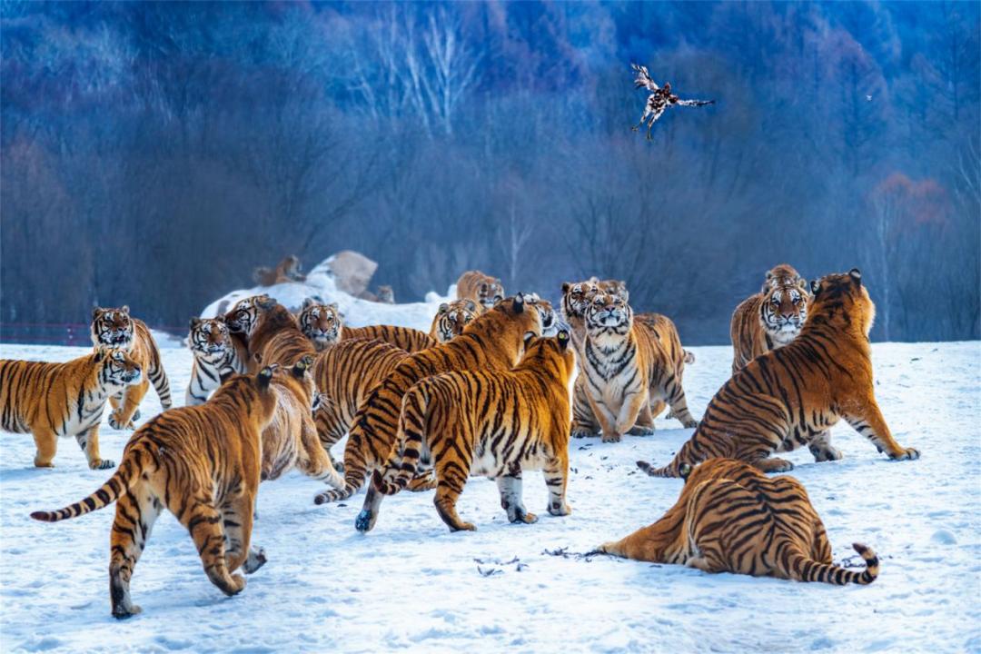 快看！黑龙江各地都被哪些萌货代表了？