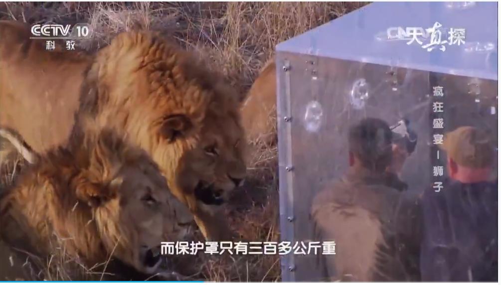 两个外国人吃狮子,两个外国人挑战被各种生物咬