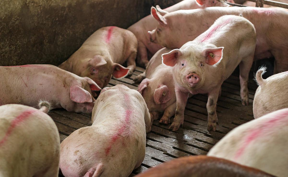 猪价“变脸”，多地跌势“点燃”，发生了啥？5月15日猪价！