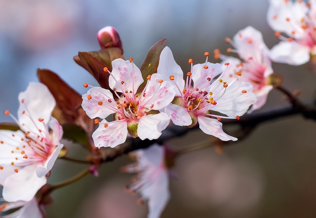10首绝美的杏花诗词,最美十首杏花诗