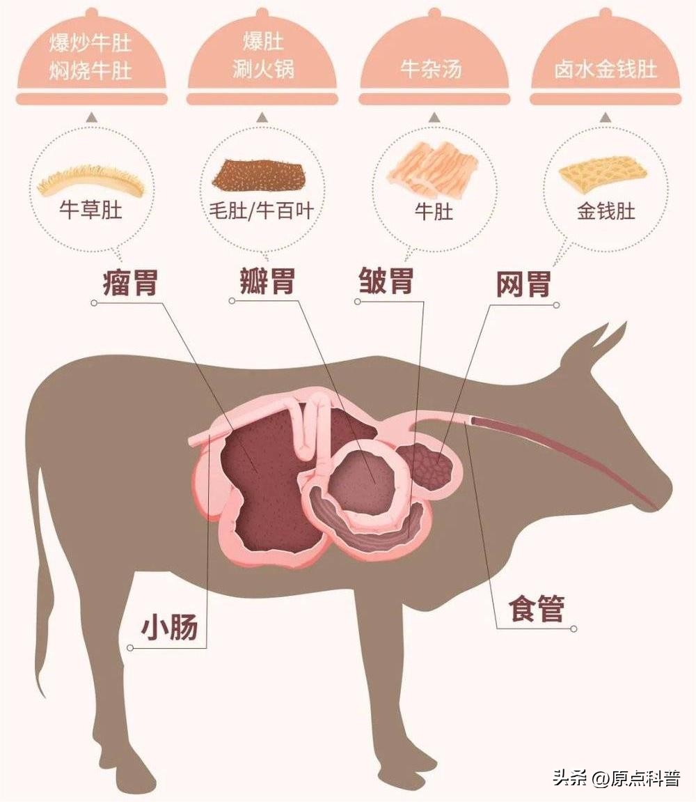 盘点外国人吃动物内脏,盘点人类不敢吃的七大外来物种