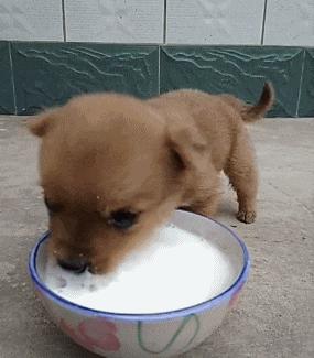 狗狗拆蛋了还会找家吗,狗狗的窝被拆狗狗什么反应