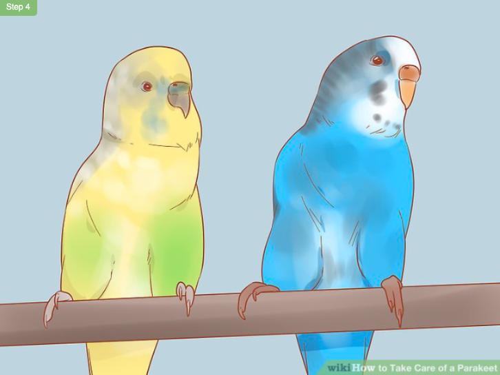 怎么照顾虎皮幼鸟,怎么照料小虎皮鹦鹉