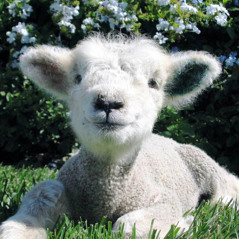 羊口疮是什么引起的怎么治,羊口疮病的治疗办法