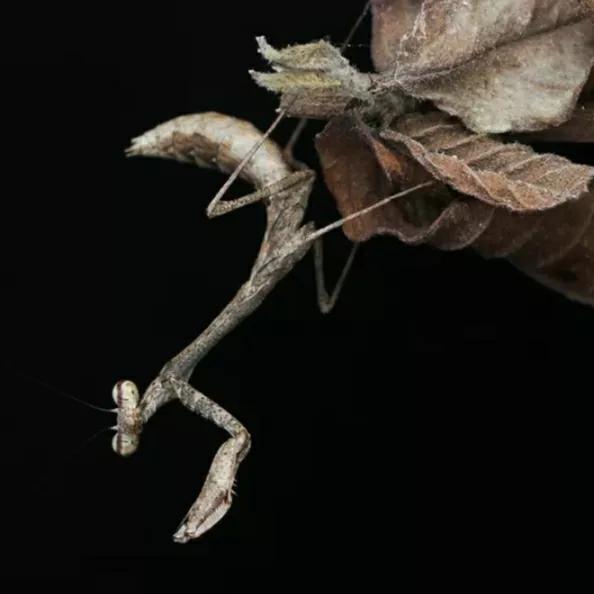 螳螂吃掉自己丈夫的头,螳螂为什么吃掉配偶螳螂吃蛇