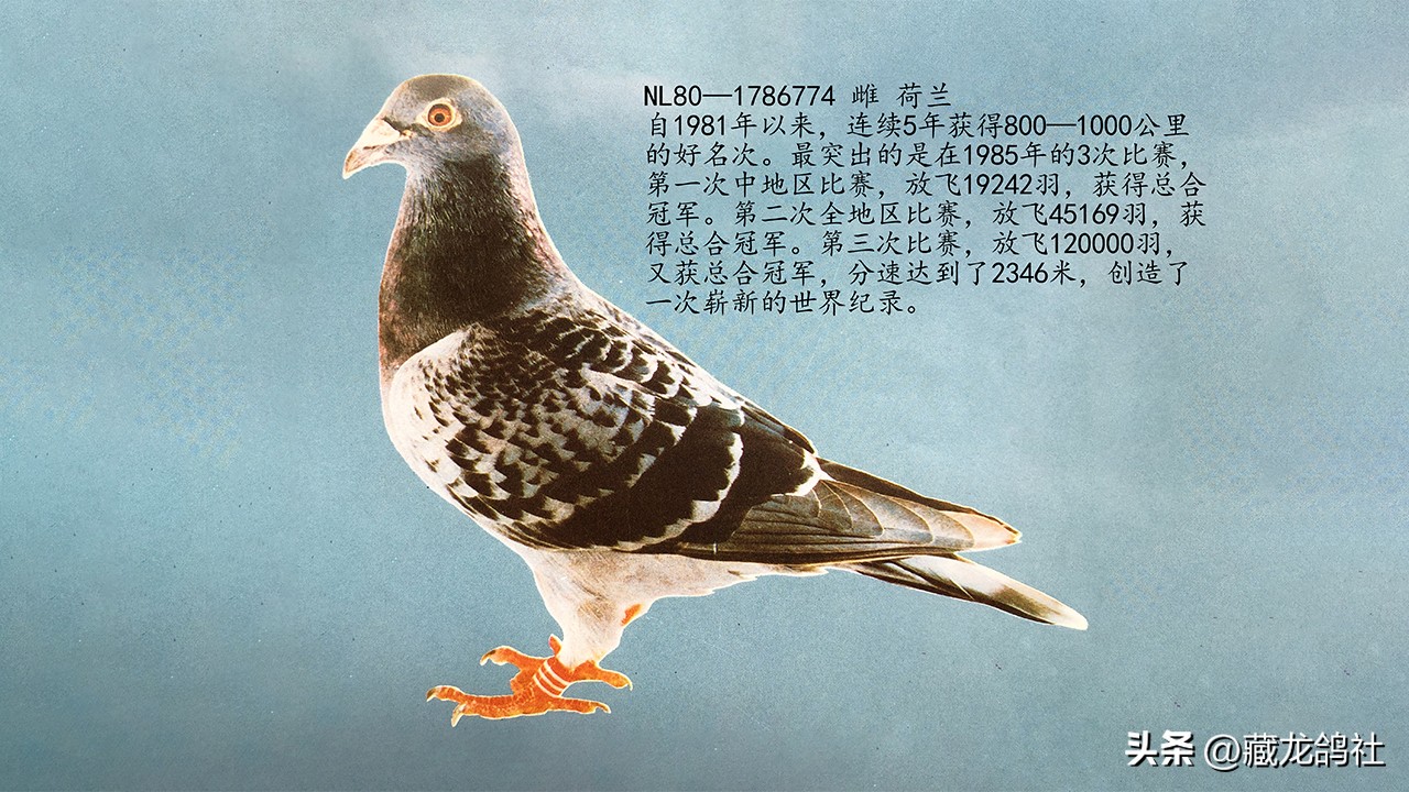 幼鸽喘气急促喂可乐,幼鸽为什么振翅