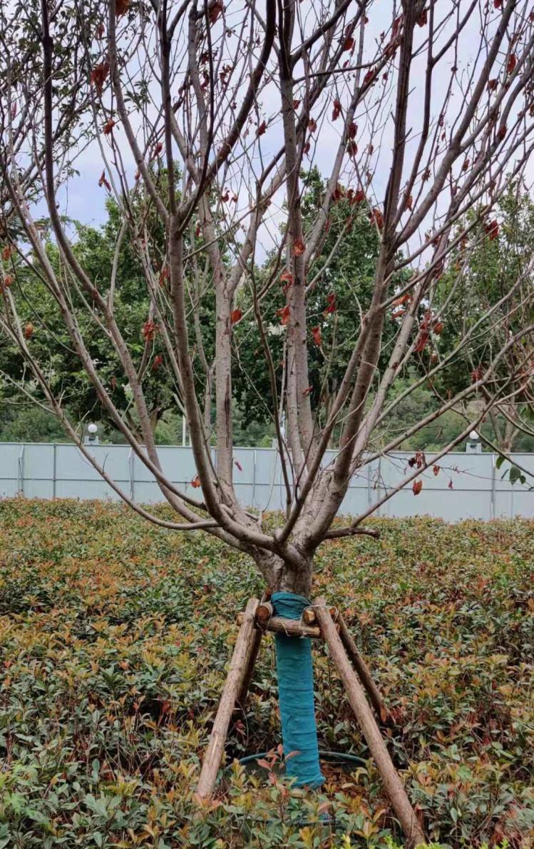 40度以上高温花草怎么办,高温高湿环境植物生病