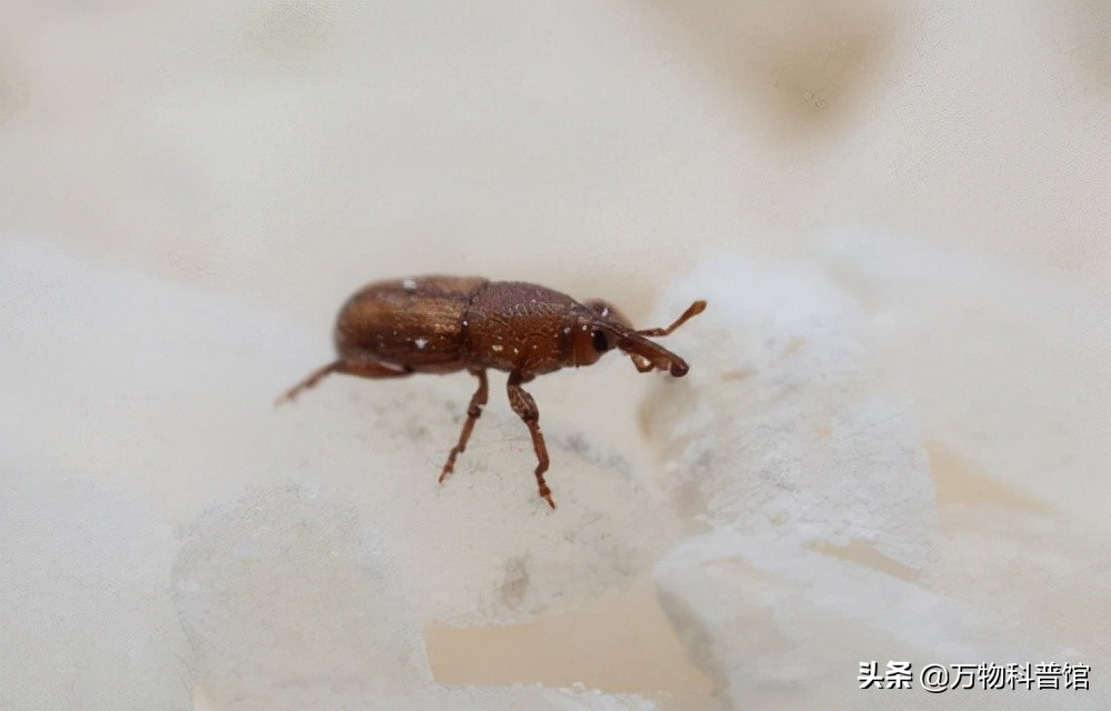 超市买的大米为什么煮不烂,为啥大米放超市里很久都不坏