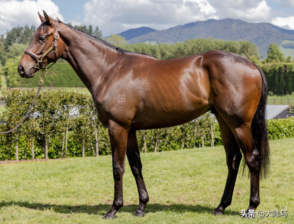 好好的公马，为啥要阉割掉？