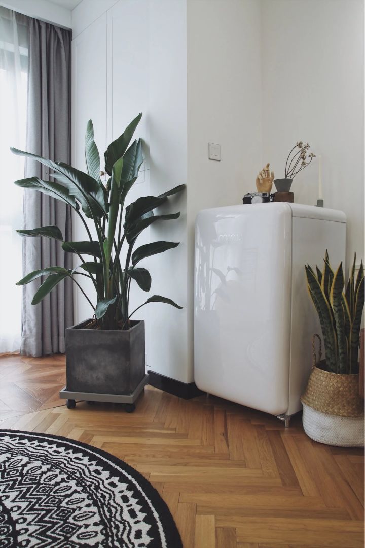 手残党也能养活的10种绿植,十种大家都在养易存活绿植