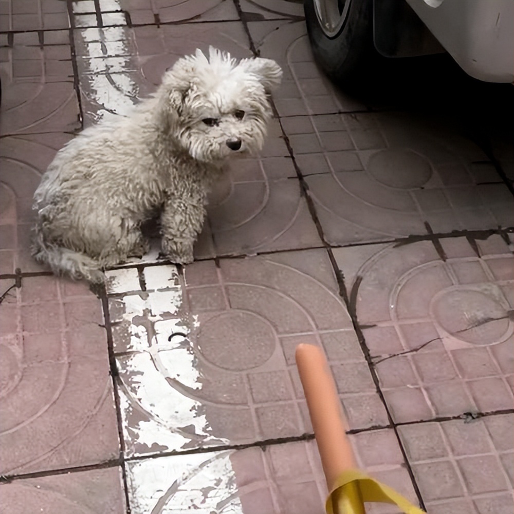 千万别让比熊犬“流浪”的原因，看下去，希望你珍惜