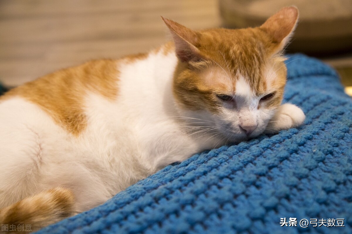 卖宠物零食赚钱吗,宠物食品代加工能赚钱吗