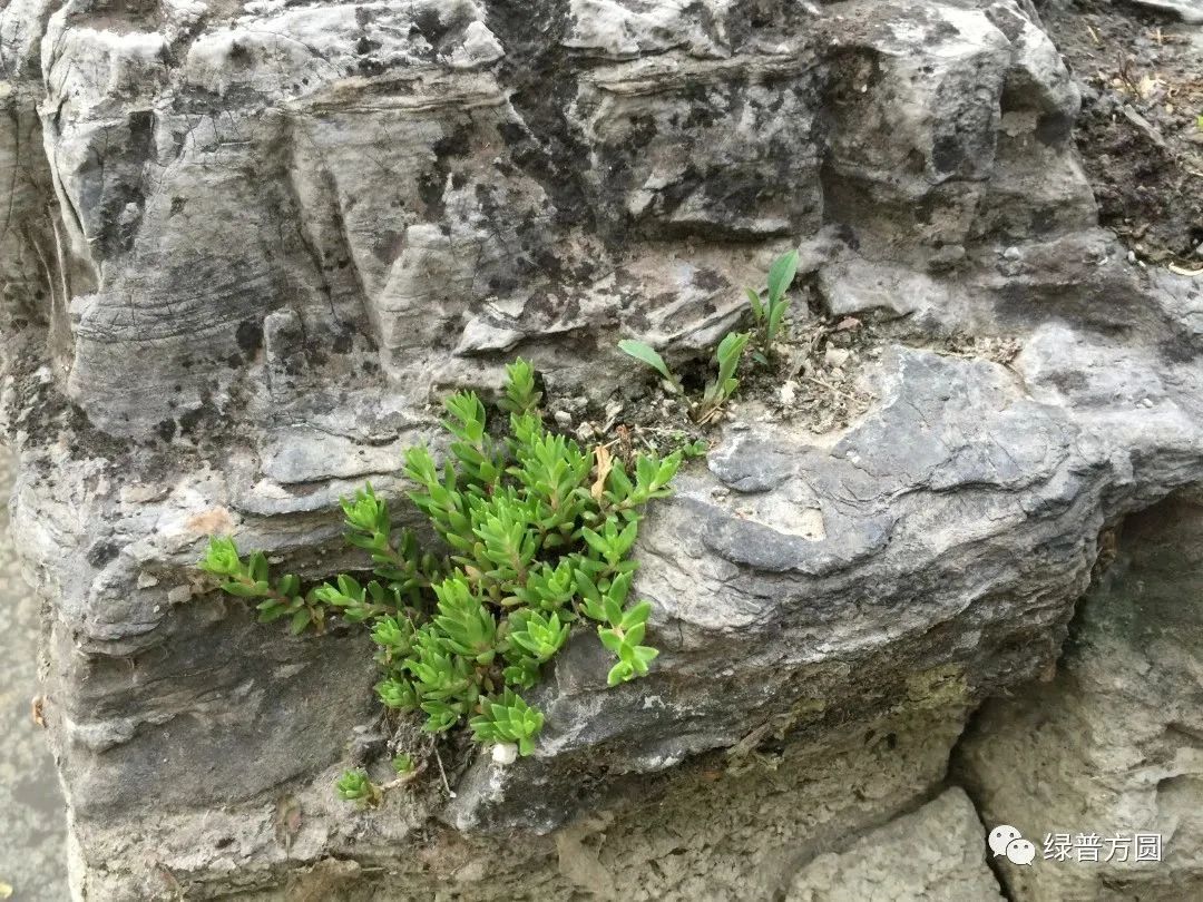 垂盆草在花境中的应用,垂盆草的功效与应用
