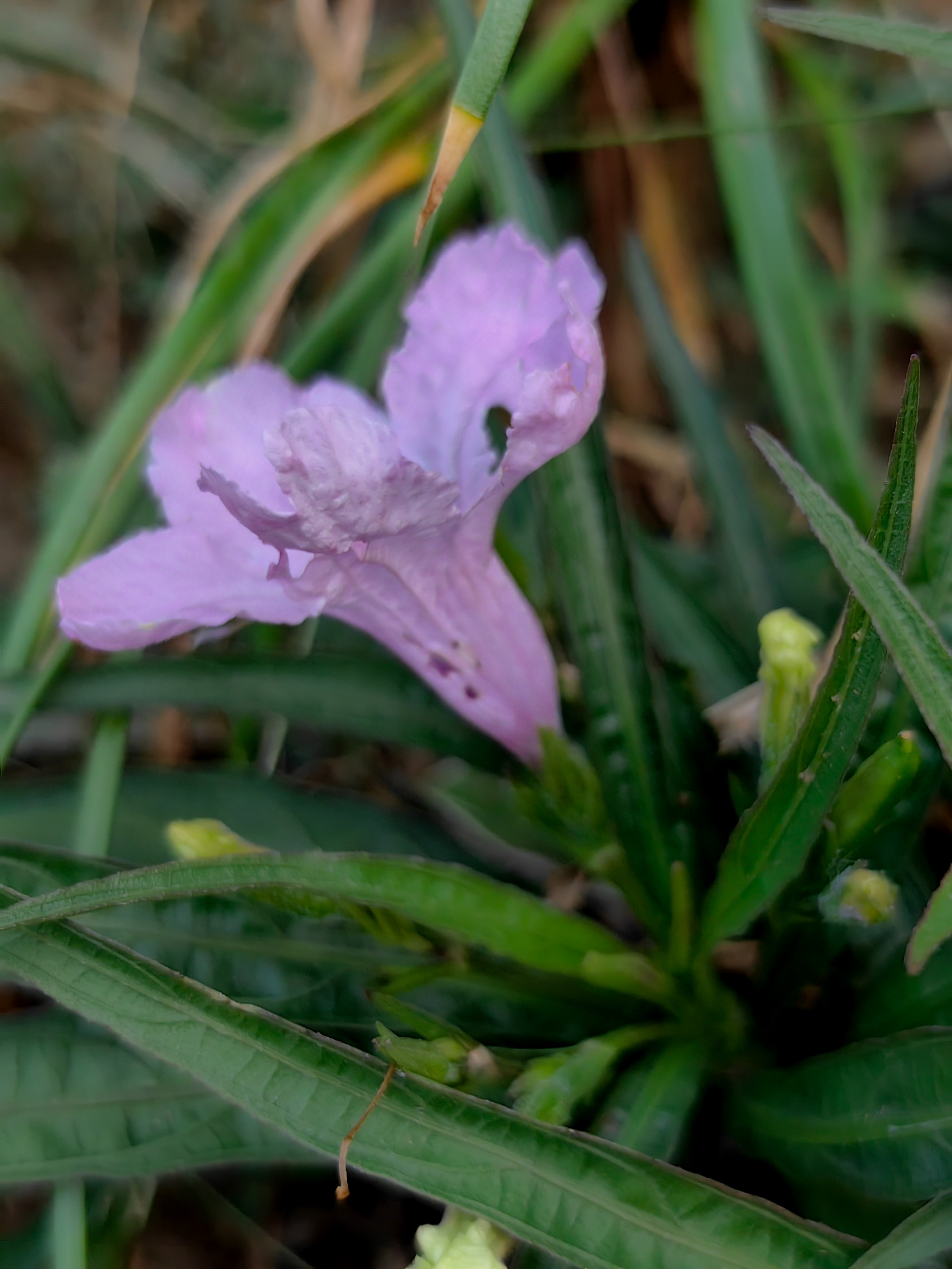 紫色兰花草:,蓝色花草品种
