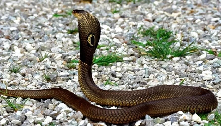 “蛇灭门”到底有多神奇？揭秘老人口中的杀蛇神器！