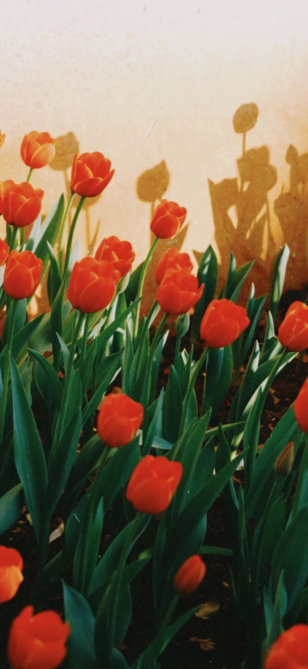 心仪的壁纸,喜欢就买没钱就赚的壁纸