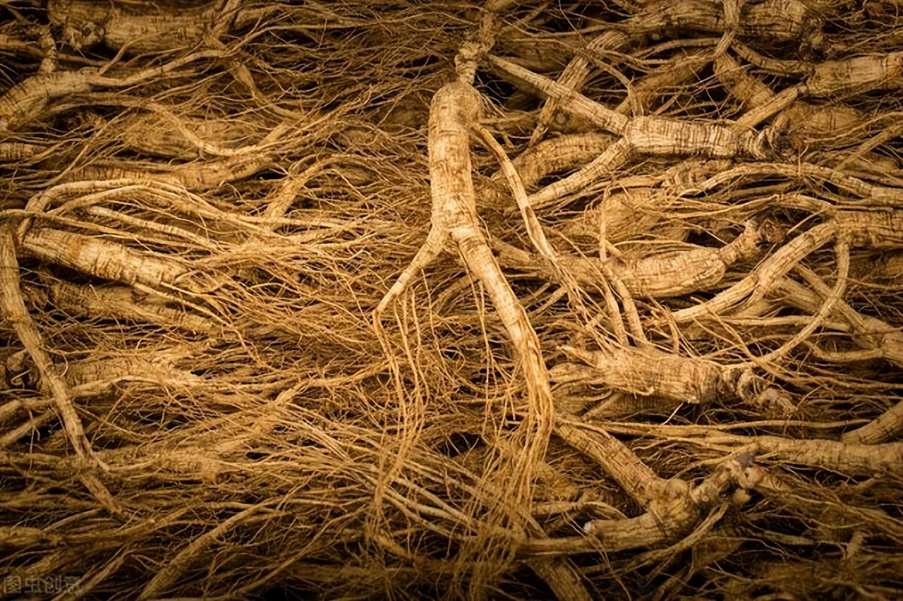 野生人参和人工人参的价格,同样的人参价格相差很多