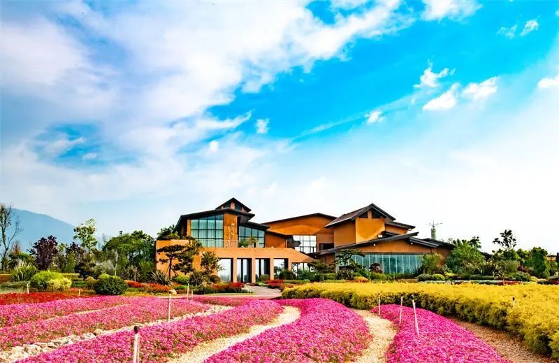 澄江花海美景,云南各种争奇斗艳的花海