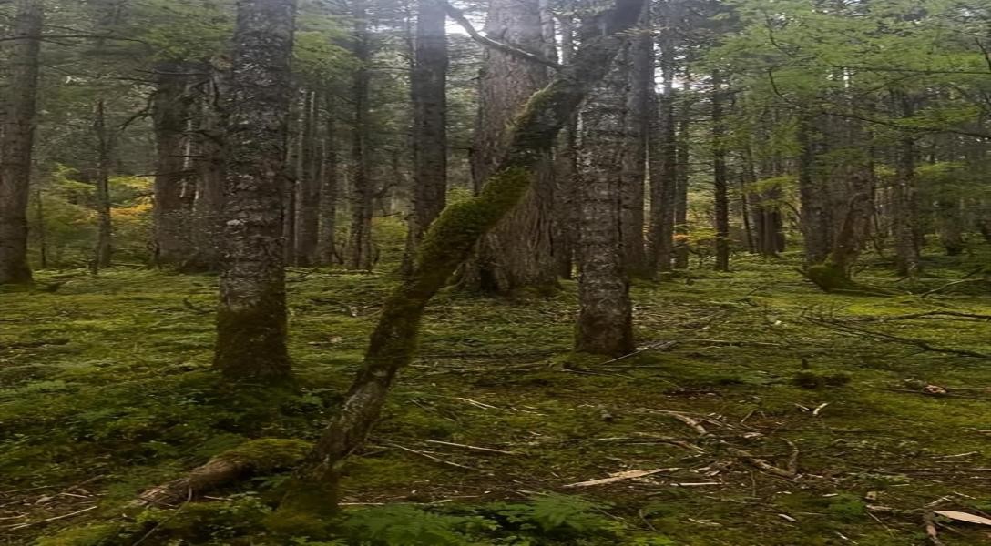 18年前徒步墨脱,藏族姑娘徒步墨脱