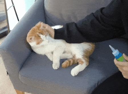 猫咪去宠物店洗完澡过敏,猫咪去宠物店洗澡引起应激反应