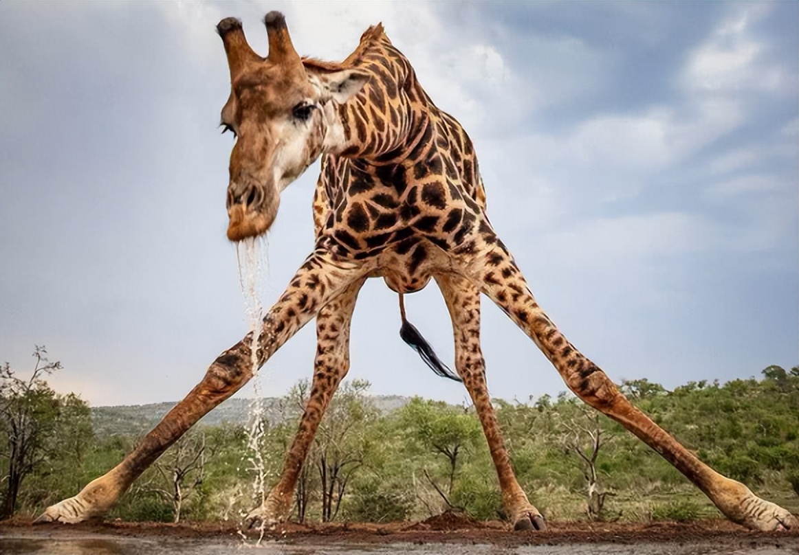 长颈鹿的繁殖视频,长颈鹿的繁衍方式第一视角