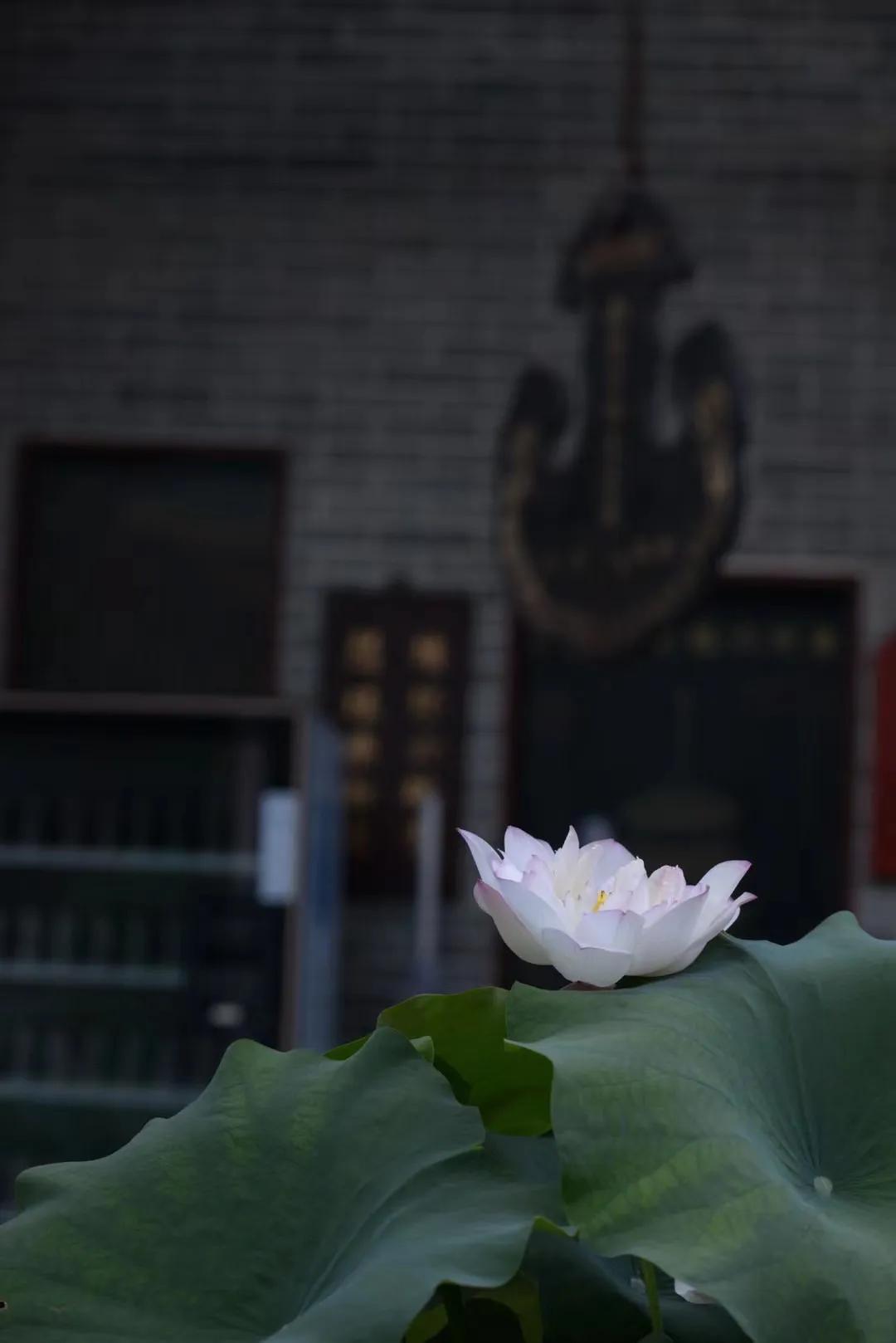 广州六榕寺最近开放吗,广州六榕寺碑文