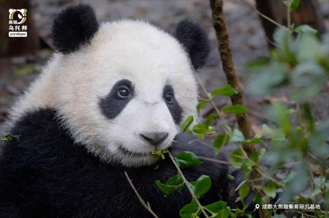 说起熊猫动画片，不会只想到功夫熊猫吧？