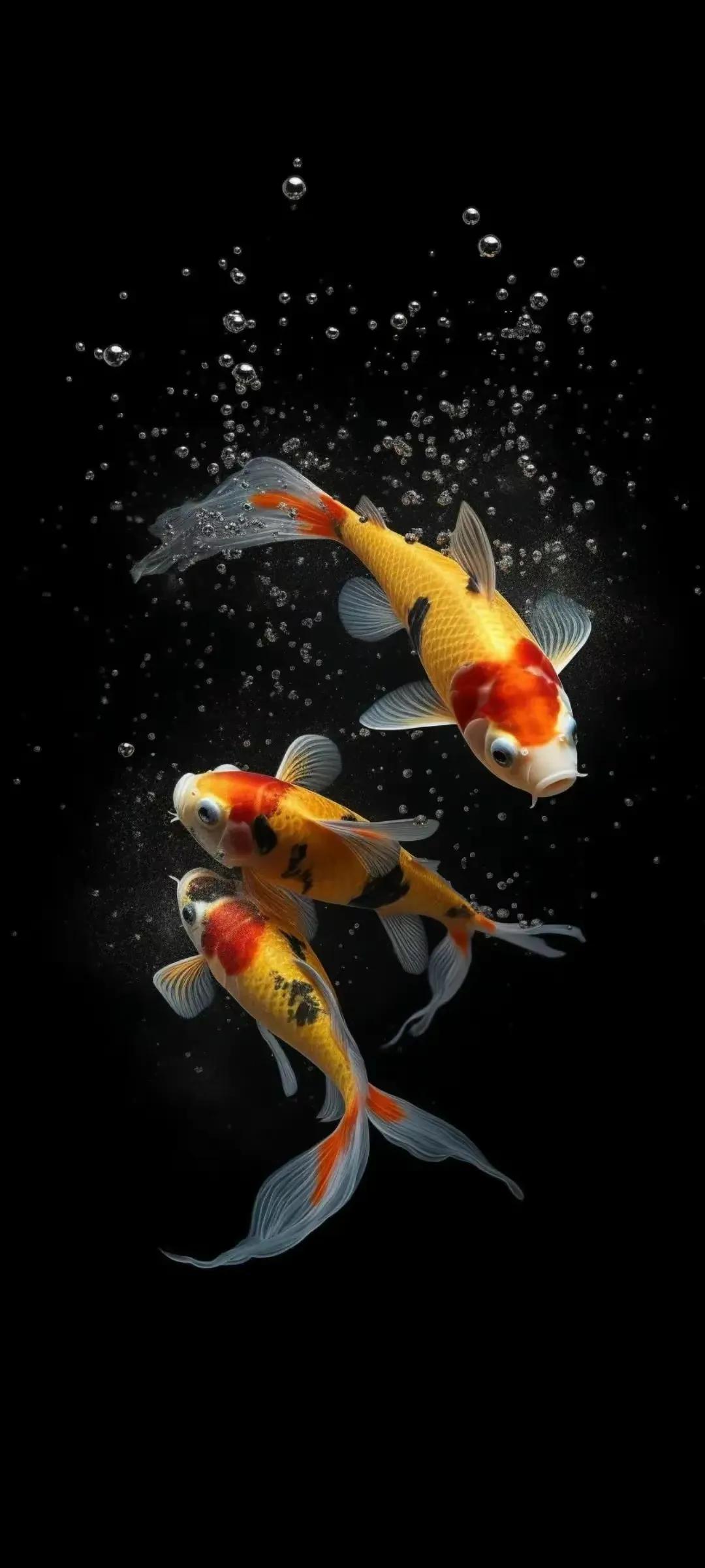 多姿多彩锦鲤图片,锦鲤鱼的照片大全大图可爱