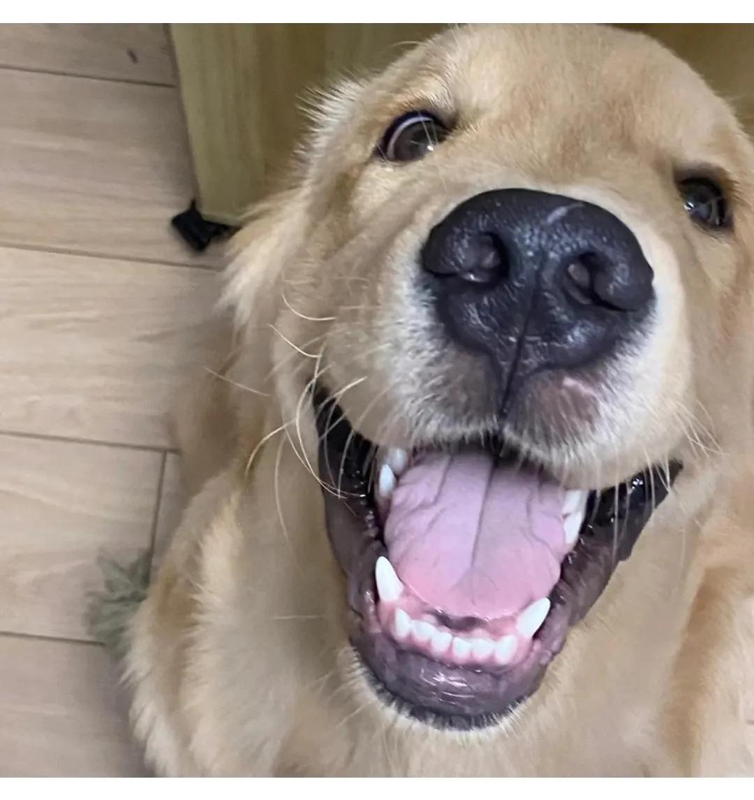 有哪些让人直呼有病的谐音梗,100个谐音梗文案