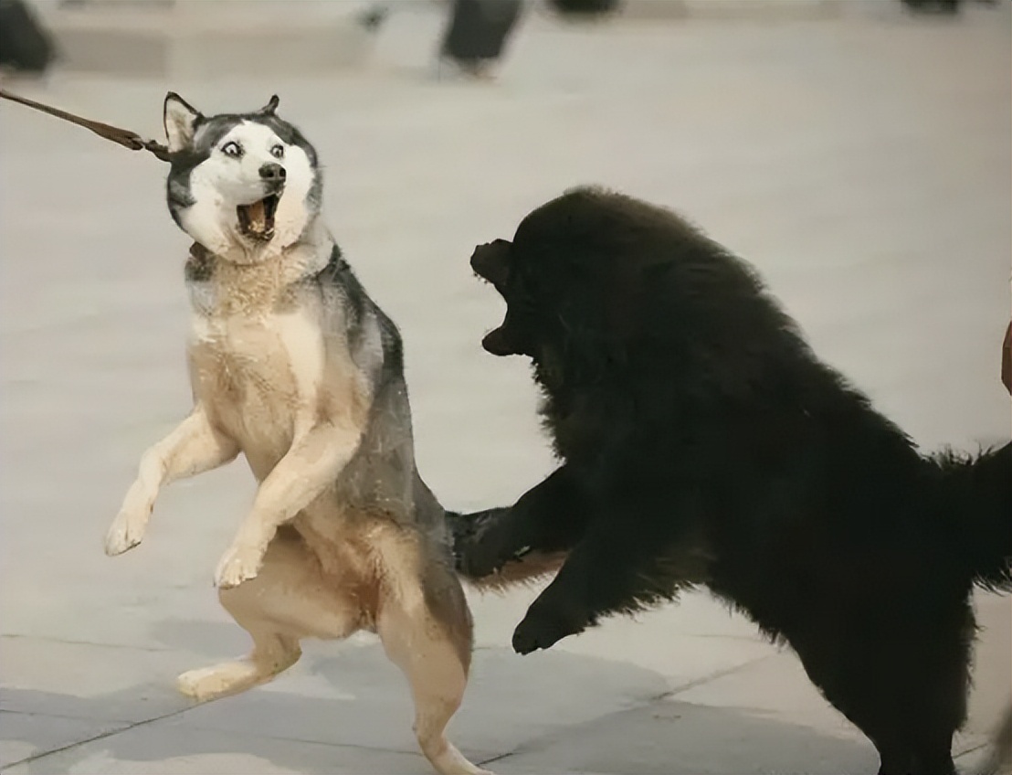 什么狗性格比较稳定又暴力,常见狗中哪种狗战斗力最强