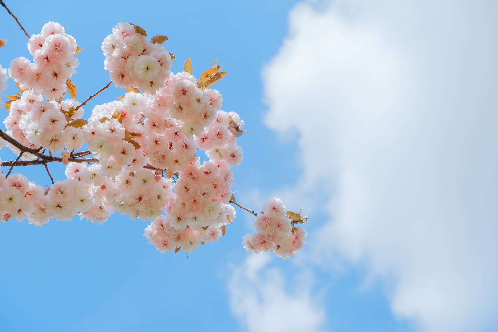 怎么搞定怕麻烦的男人,女人想要搞定优质男人用一个方法