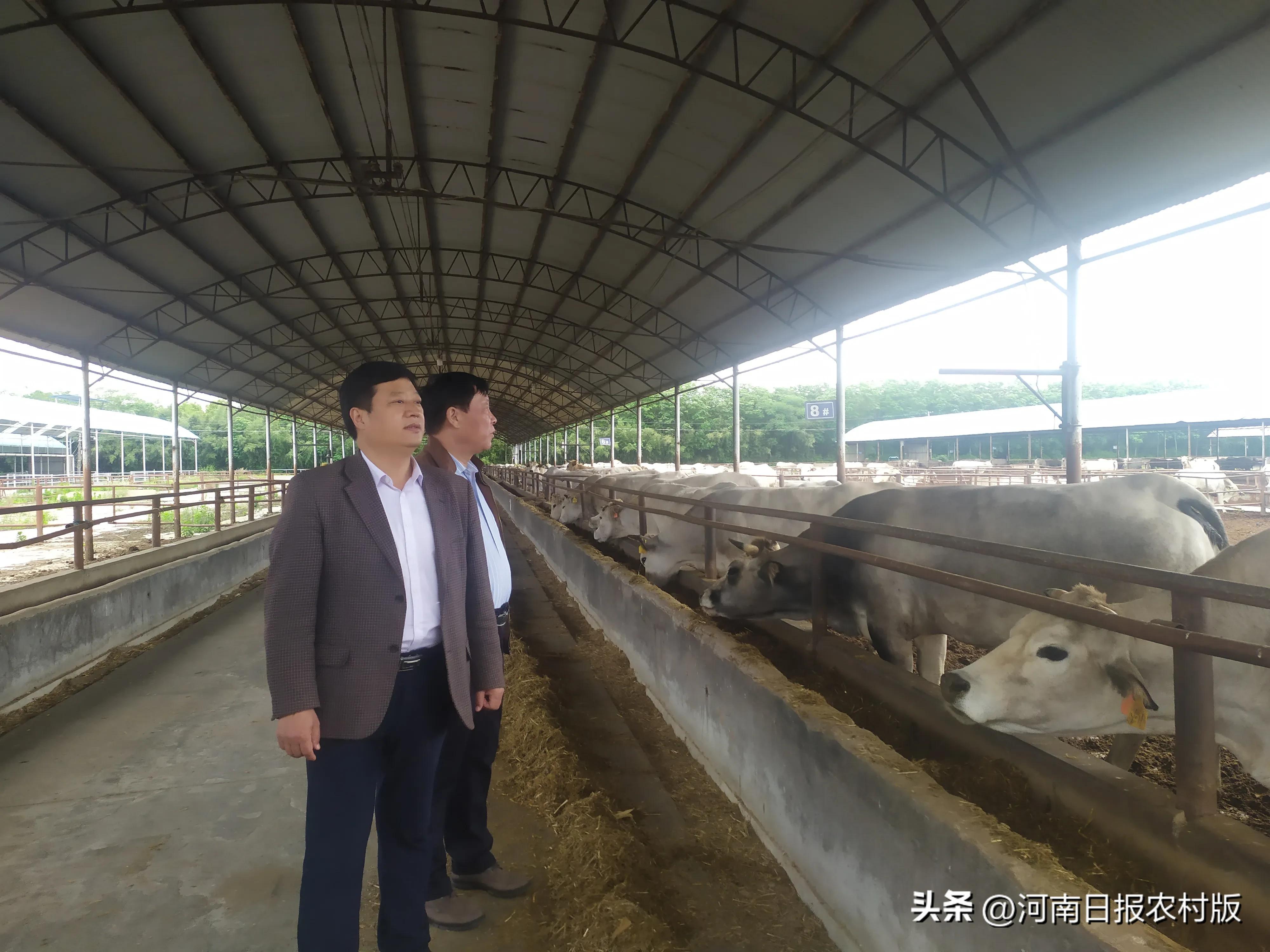 推动肉牛全产业链发展做大做强,云南省现代农业肉牛产业体系