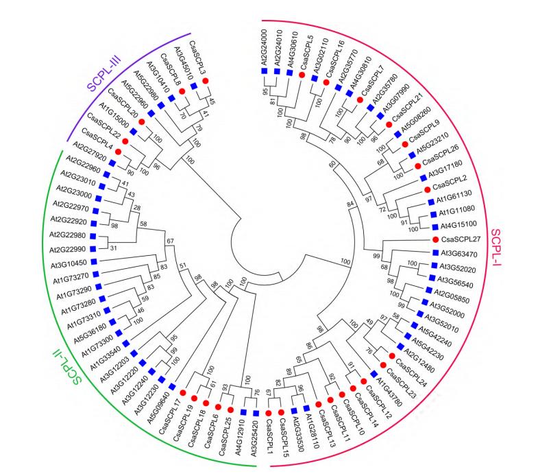 黄瓜基因组数据库怎么查基因序列,黄瓜花叶病毒基因序列