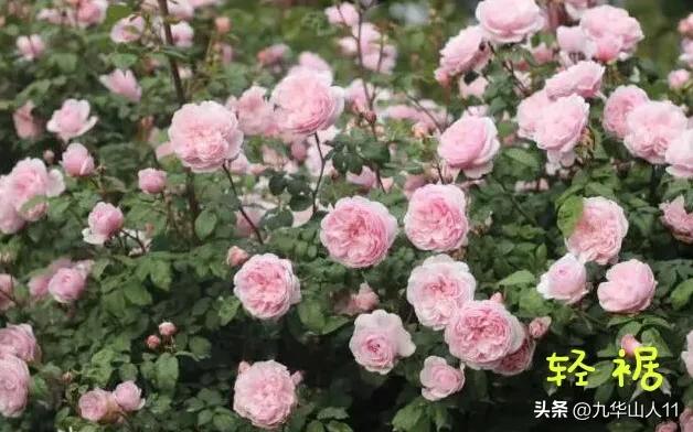 天狼无刺多头月季品种有哪些,天狼十大藤本月季排名