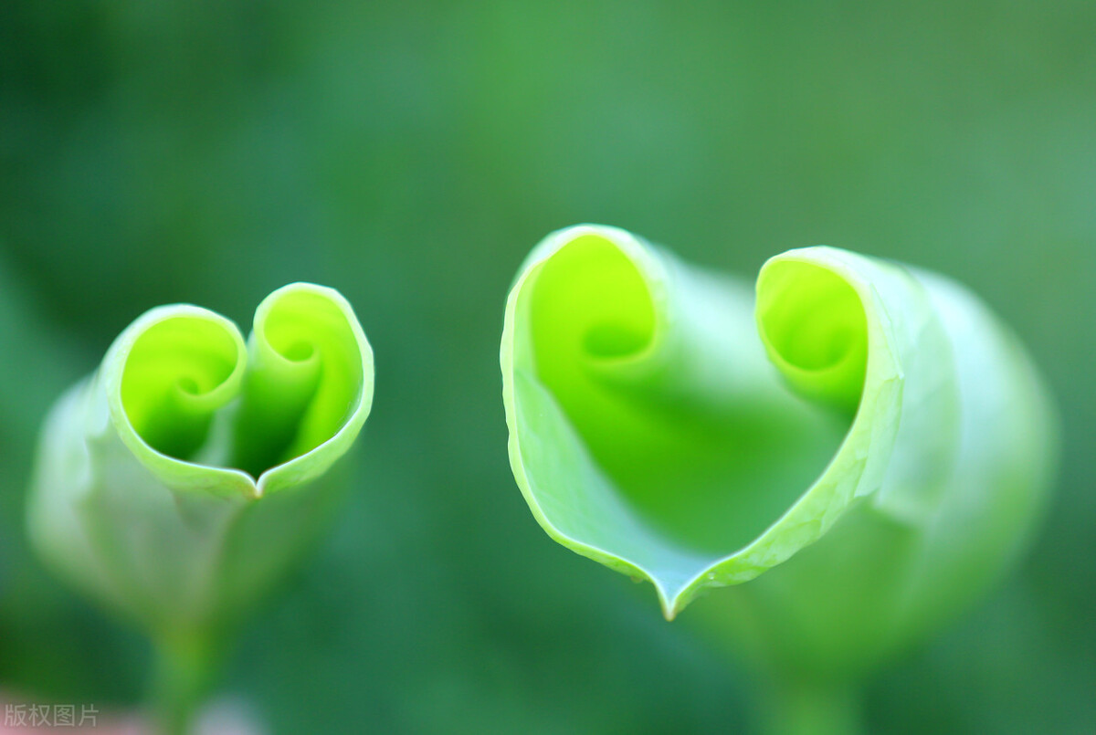 我真爱的人，我的娘子