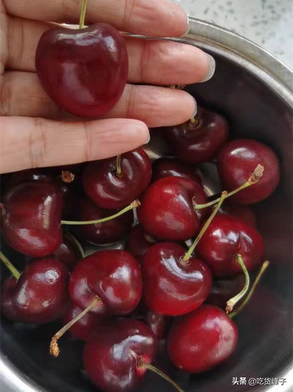 车厘子和大樱桃叶子区分,车厘子和樱桃分不清