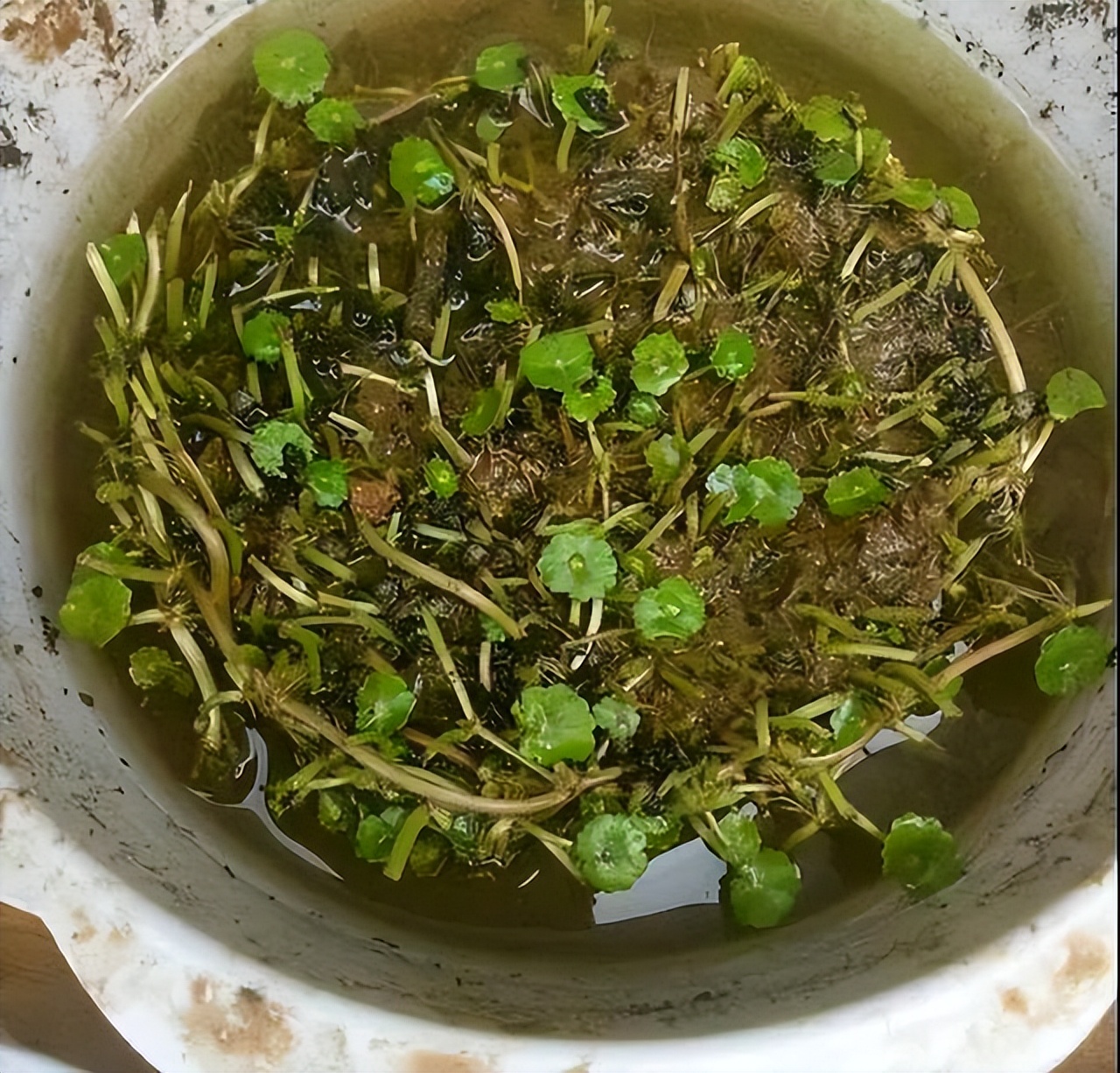 养花达人必备的44个养花绝技,8个实用的养花小技巧