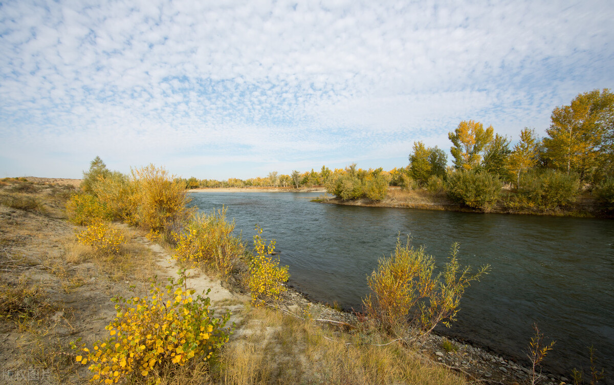 关于麻雀的美文,小麻雀经典散文
