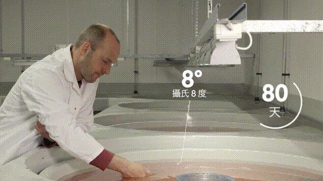 三文鱼水光真假分辨,哪种才是真正的三文鱼