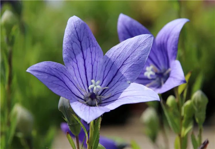 十种花的花语大全,100种花卉花语图片欣赏